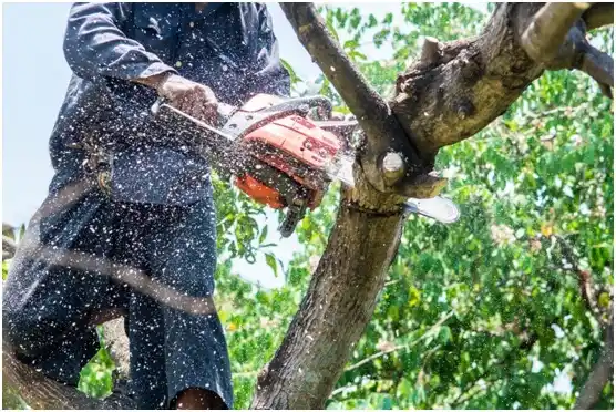 tree services Mount Crawford